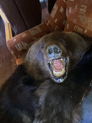 Продам шкуру медведя