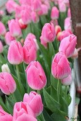 Куплю оптом тюльпаны